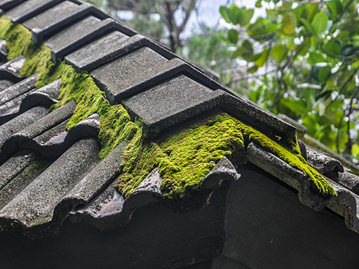 Roof Moss Removal Altrincham