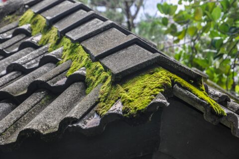 <strong>Roof Moss Removal</strong><br>Altrincham